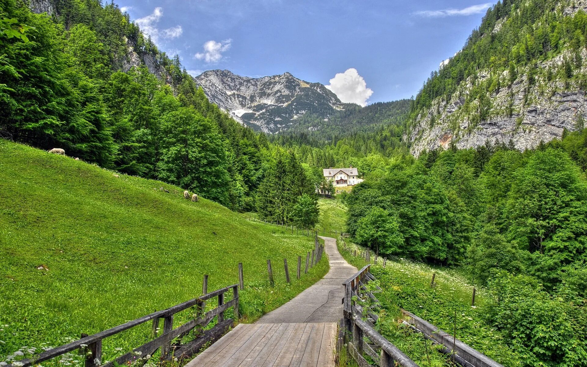 Open nature. Широколиственные леса Швейцарии. Альпы Австрия 1920. Австрия природа Альпы. Горная тропа в Австрии.