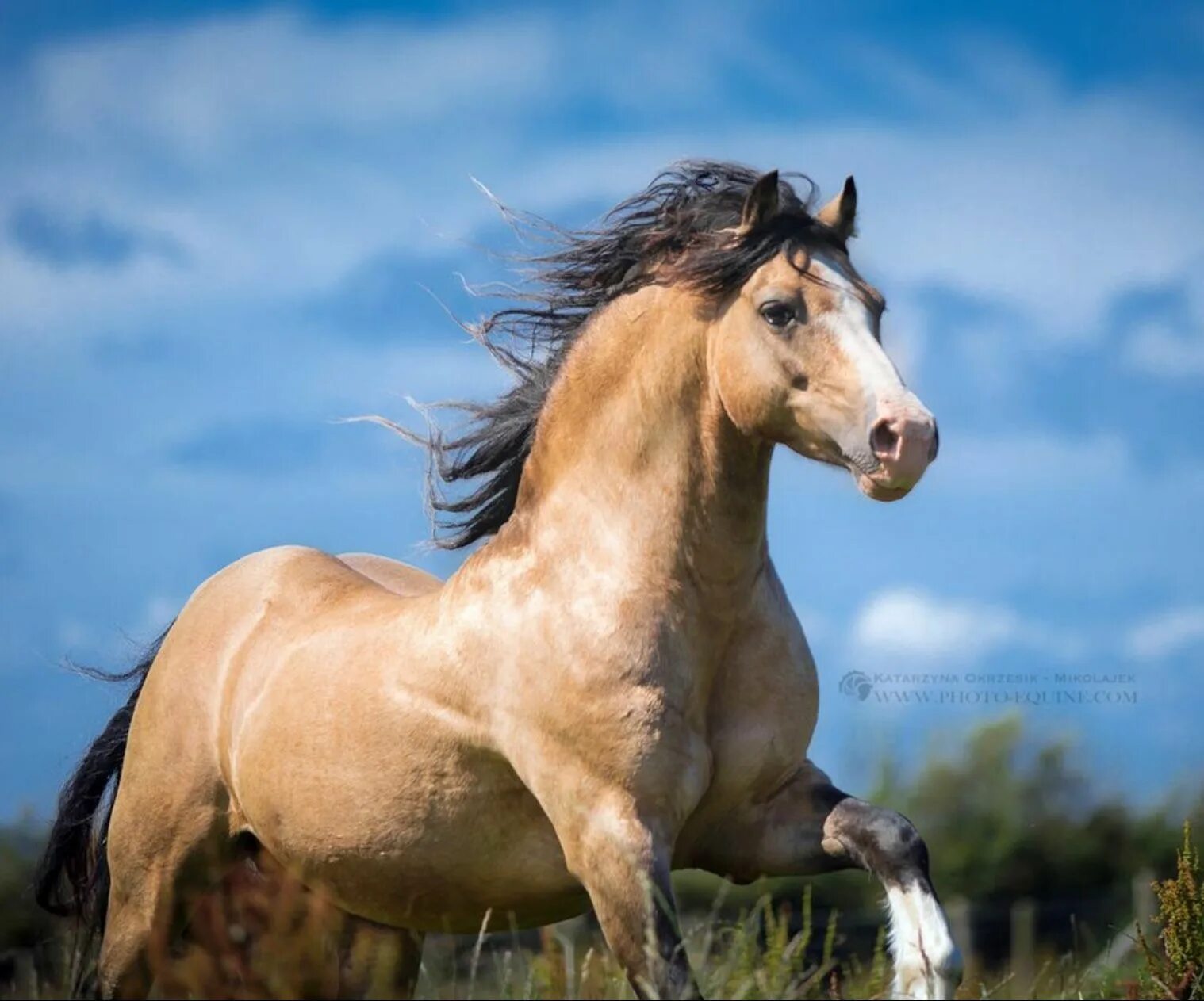 Лошадка м. Лошади породы Пасо фино. Уэльский пони и Мустанг. Три красивый лошадь.