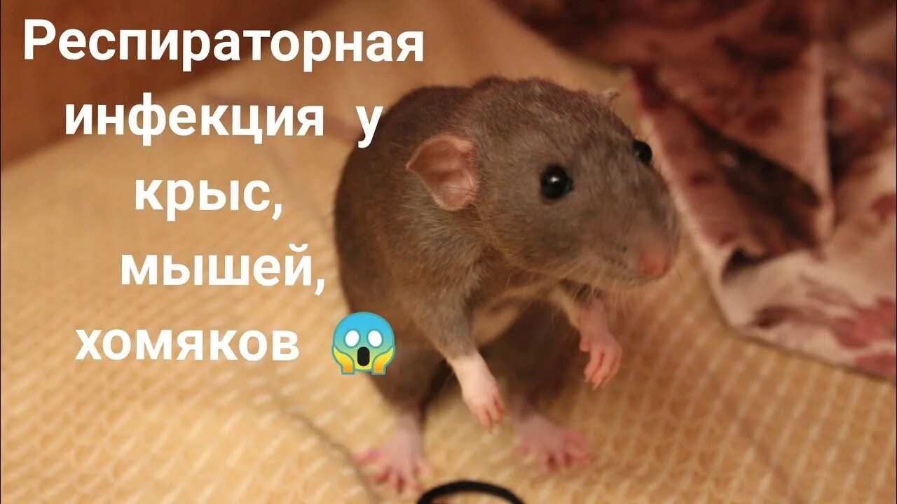 Как вылечить мышку