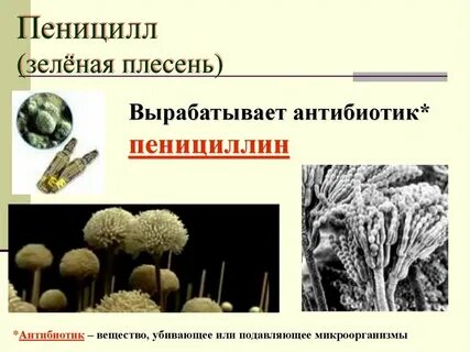 Пеницилл и бактерии