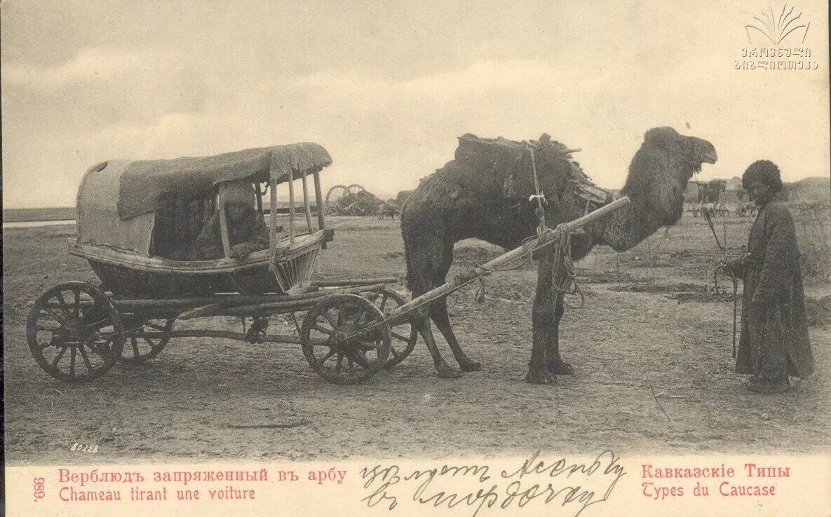 Кавказ верблюд. Арба кавказская. Двугорбый верблюд якутия. Кавказ верблюд. Верблюды в монголии.