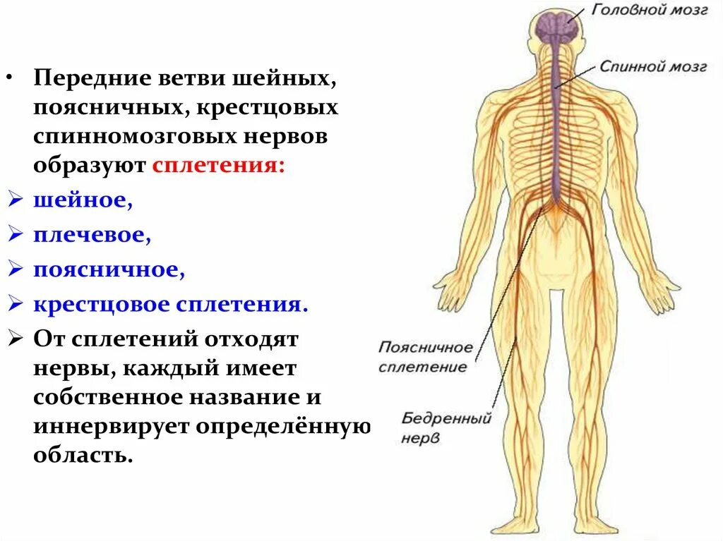 Анатомия спинной мозг спинномозговой нерв. Спинномозговые позвоночник иннервация. Сплетения спинномозговых нервов схема. Схема выхода спинномозговых нервов.