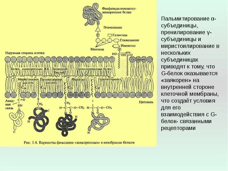 Структурные белки. Белки вещества. Клетка для белки. Органические вещества клетки белки. Белковые соединения.