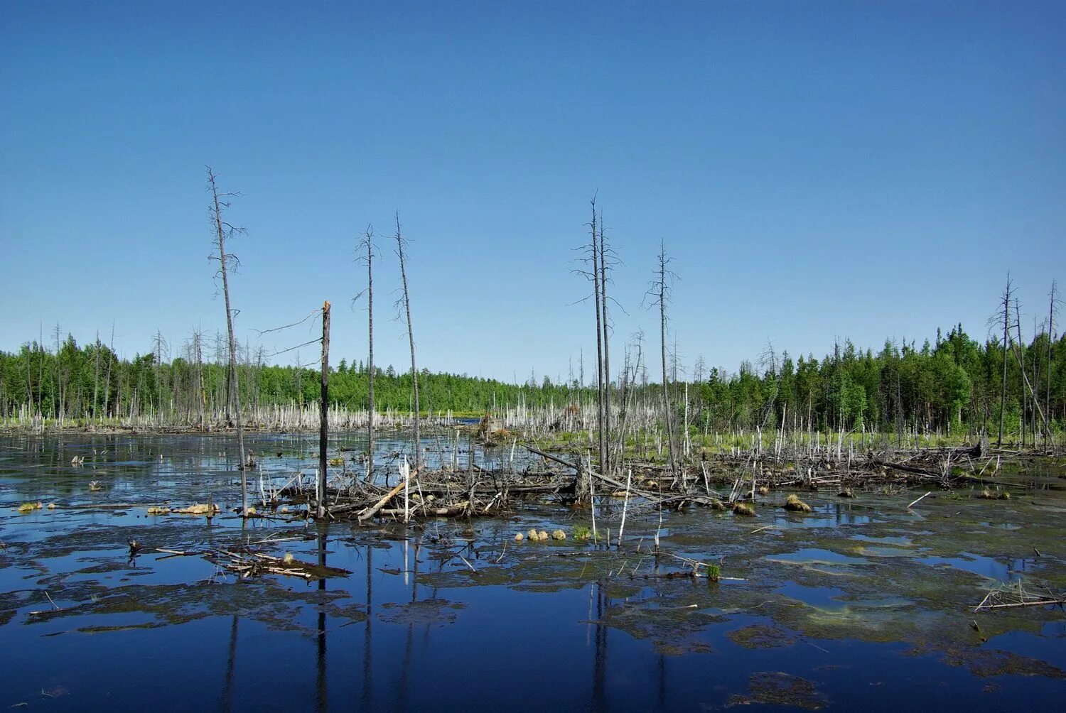 В исследованной воде из местного болота. Болото Васюганское болото. Сибирские Васюганские болота. Западно Сибирская равнина Васюганское болото. Васюганские болота Томск.