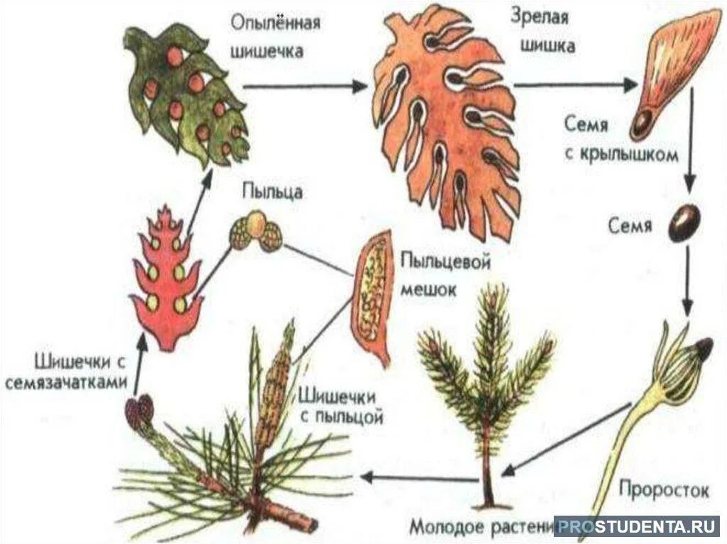 Размножение мужской шишки. Цикл размножения голосеменных растений. Жизненный цикл голосеменных растений сосна. Размножение голосеменных растений сосны. Цикл размножения голосеменных растений схема.