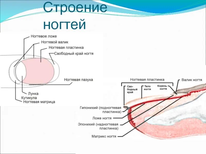 Ногтевая структура. Строение ногтевой пластины схема слои. Послойное строение ногтевой пластины. Строения ногтевого ложа анатомия. Строение ногтя биология.