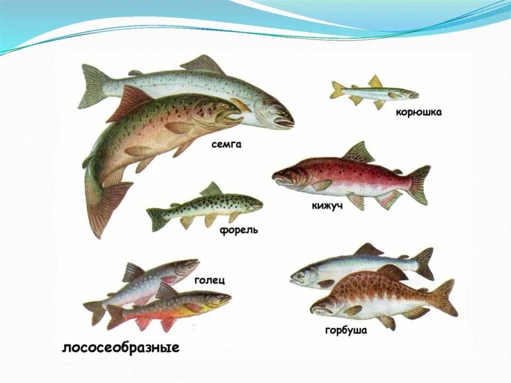Отряд Лососеобразные рыбы представители. Отряд Карпообразные представители. Отряды костных рыб. Костные рыбы Лососеобразные. Какие рыбы относятся к классу костные