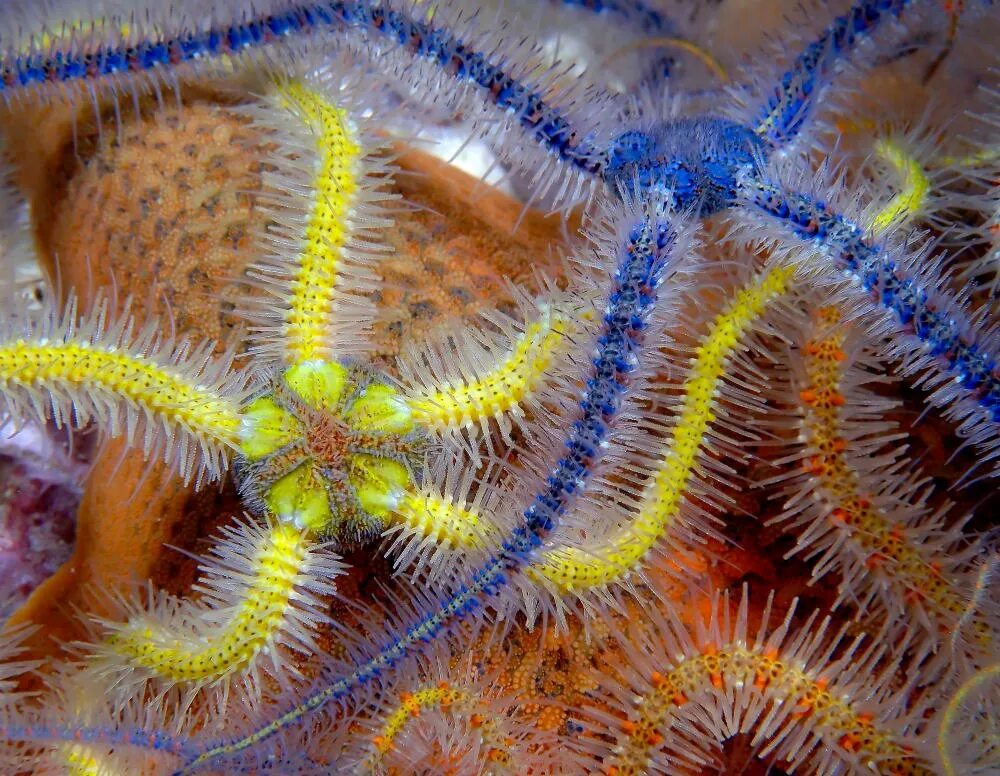 Лучевая симметрия моллюсков. Офиуры иглокожие. Офиуры (Ophiuroidea). Морская звезда офиура. Офиура, или змеехвостка.