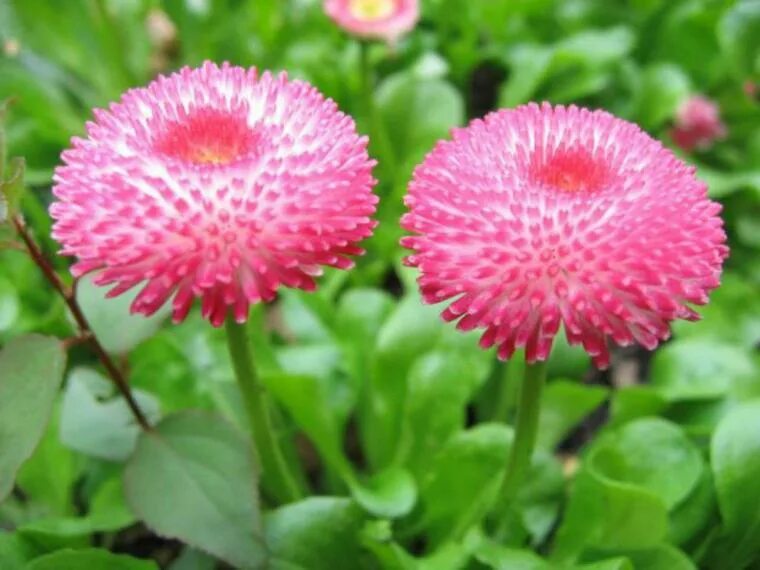 (маргаритка многолетняя). Маргаритка tasso pink. Маргаритки цветы описание. Маргаритки цветы описание. Маргаритки низкорослые.