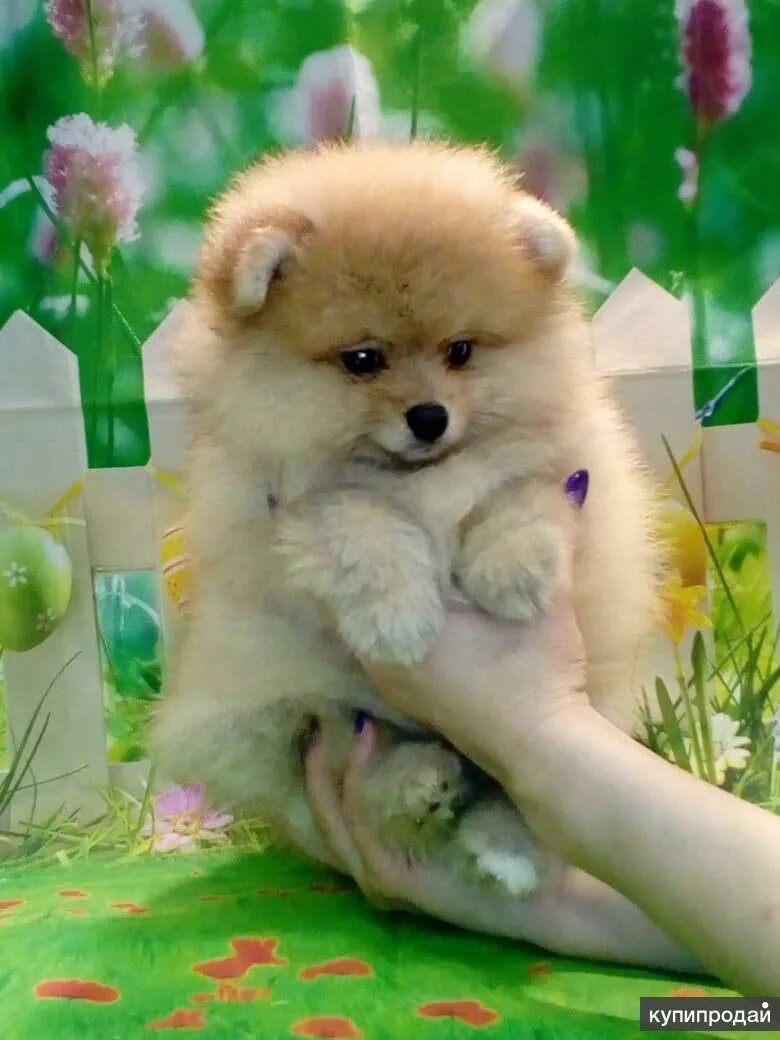 щенки шпица. шпиц екатеринбург. сколько стоит шпиц в екатеринбурге. щенки екатеринбург маленькие. шпиц екатеринбург.