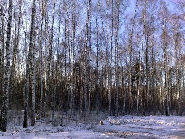 Подмосковный леслес. Сосны в беловежской пуще. Рубка леса. Вырубка лесов в подмосковье. Алёшкинский лес москва.