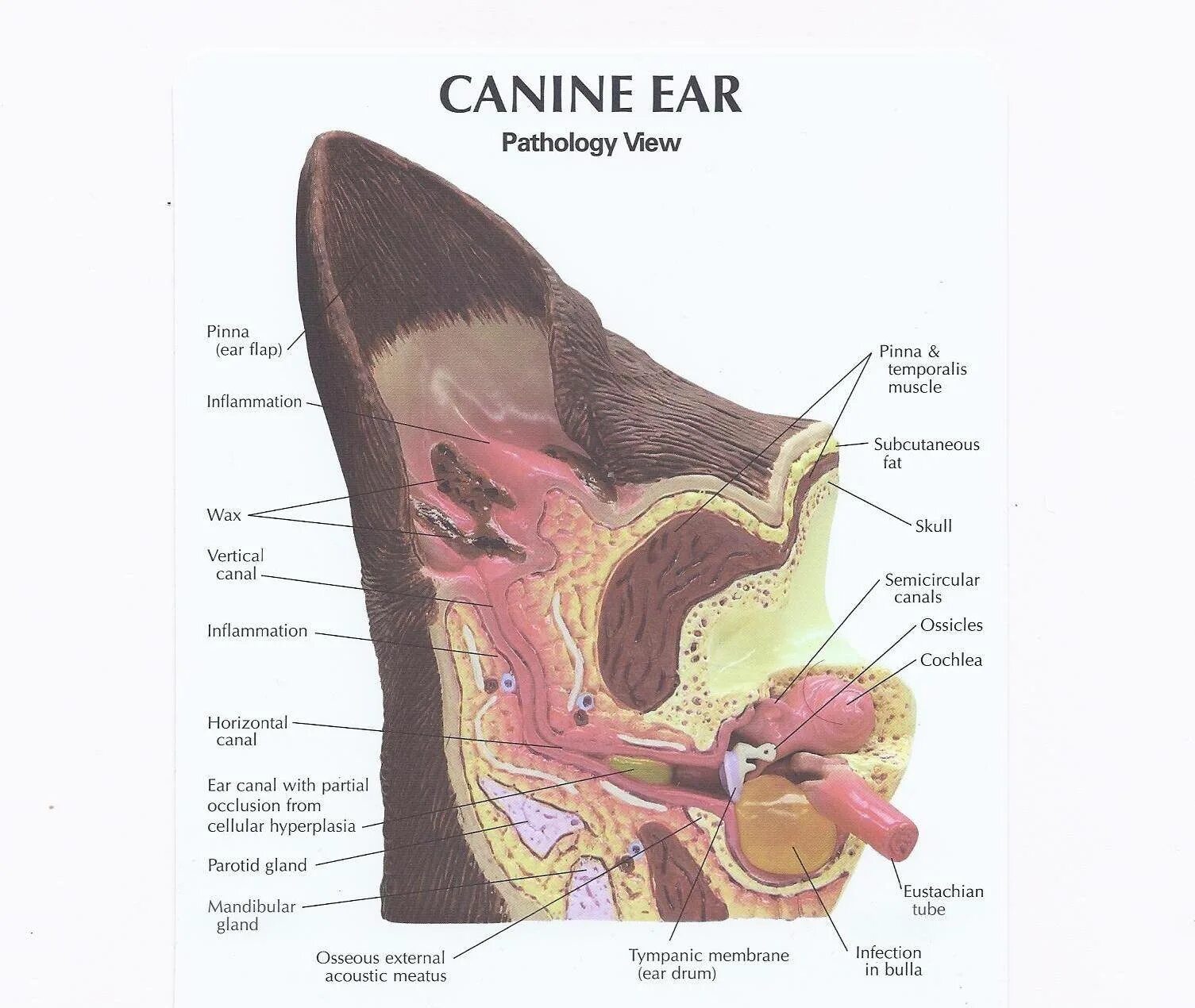 Ухо собаки строение анатомия. Строение наружного уха собаки. Строение уха у кошки в разрезе. Строение уха кошки анатомия. Внутреннее ухо собаки
