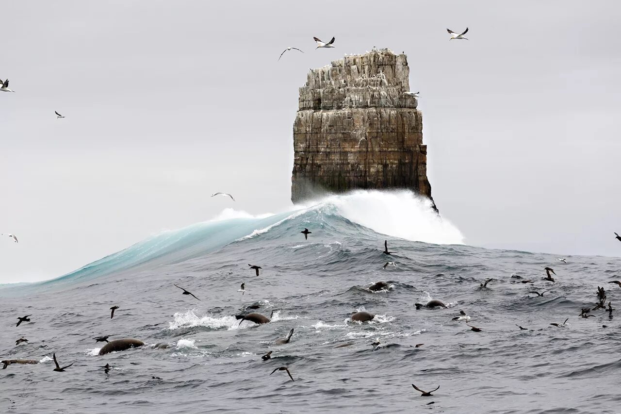 Географик. Нэшнл Джиогрэфик. Снимки National Geographic. Лучшие фотографии. Снимок года от National Geographic.