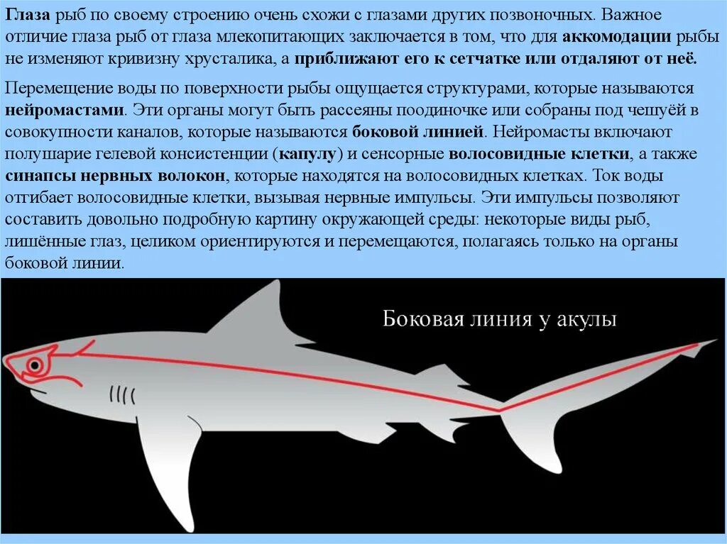 Зрение рыб. Расположение глаз у рыб. Боковая линия у акул. Зрение рыб строение. Какое значение имеют глаза у рыб