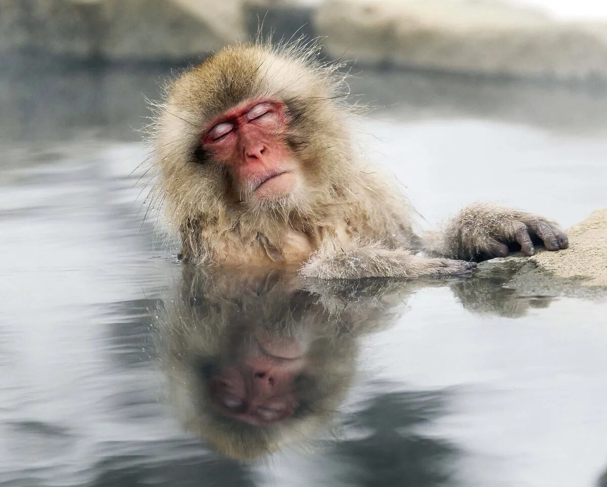 Обезьяна в кипятке. Парк Джигокудани Япония. Японский макак в горячем источнике. Японские мартышки в горячих источниках. Снежные обезьяны в горячих источниках в Японии.