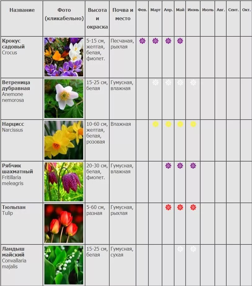 Цветение многолетников по месяцам. Таблица цветения многолетников. Сроки цветения лилейников таблица. Таблица сроков цветения многолетников.