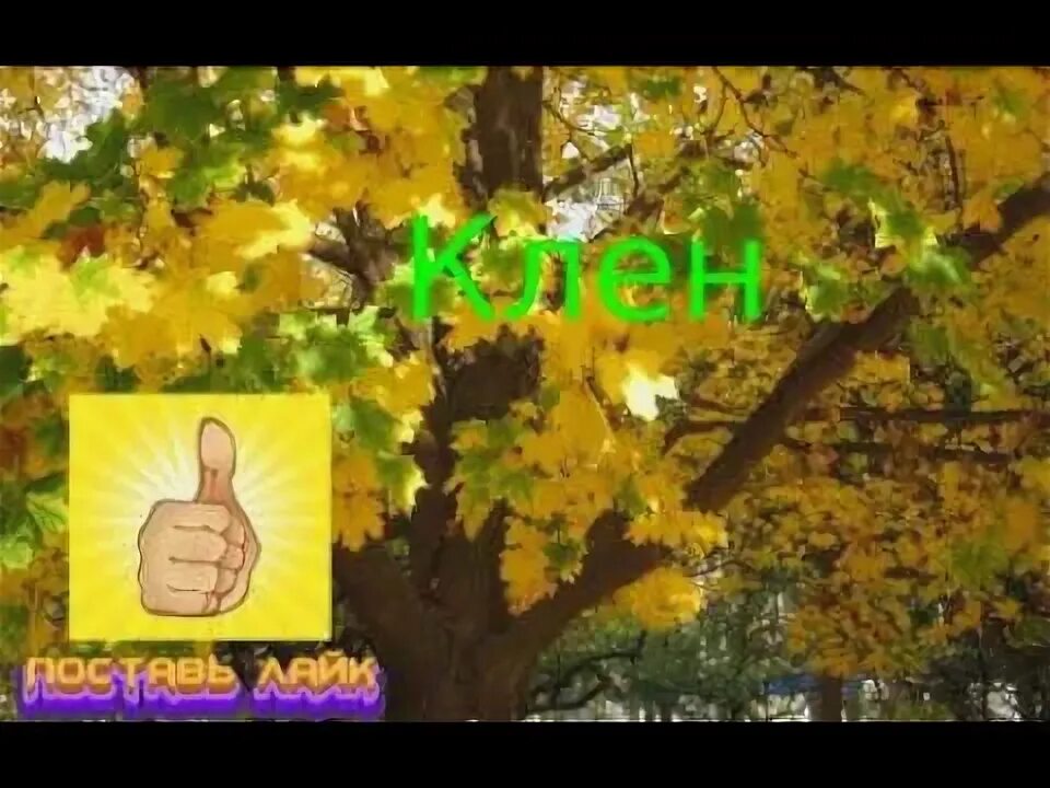 Там где клён шумит караоке. Кленовой песни. Песня раскудрявый клен. Там где клён шумит. Клен клен клен песня.