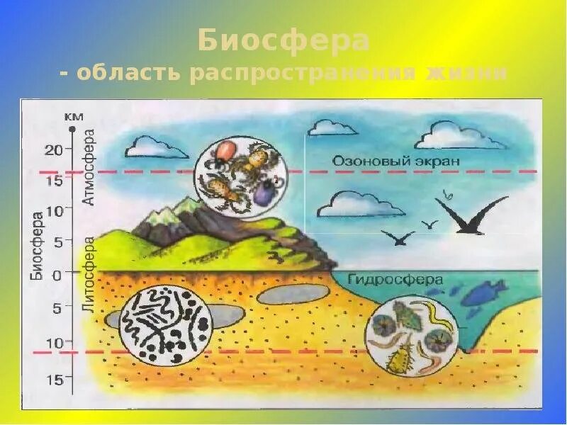 Биосфера рабочий лист 6 класс. Биосфера. биосфера схема. иллюстрации к теме биосфера. биосфера область распространения жизни.