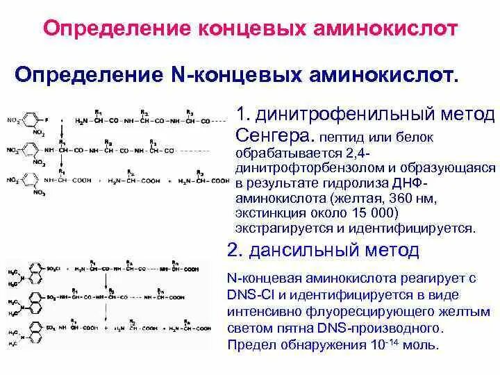 Концевые аминокислоты