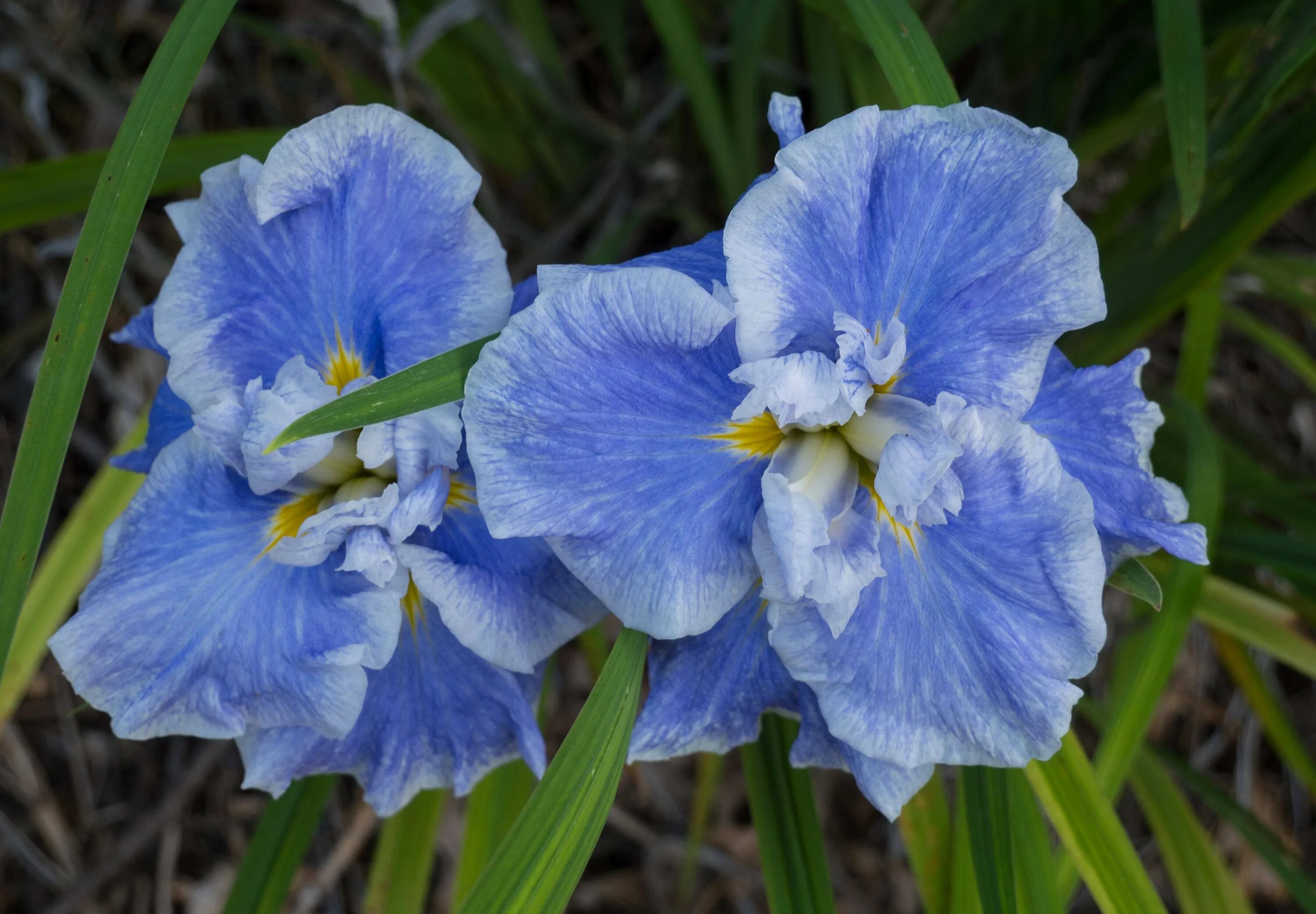 Iris des