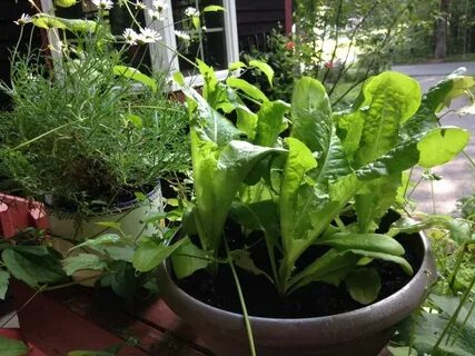Various plants