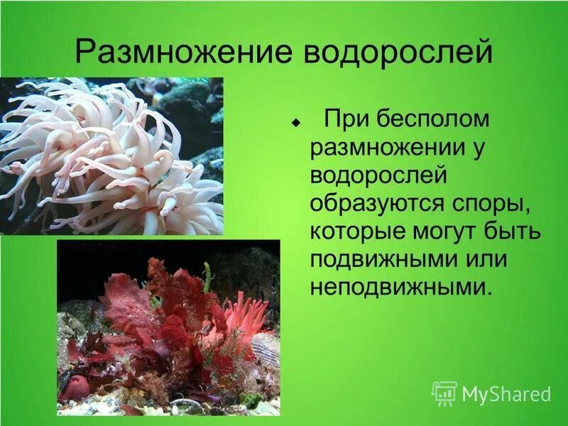 Размножение водорослей значение водорослей. Размножение водорослей значение водорослей