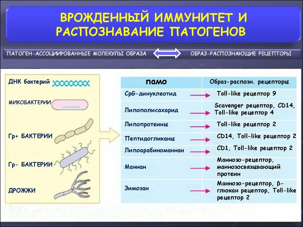 Распознавание патогенов клетками врожденного иммунитета. Рецепторы распознавания во врожденном иммунитете. Распознающие рецепторы врожденного иммунитета. Врожденный иммунитет механизмы распознавания патогенов. Врожденный иммунный ответ