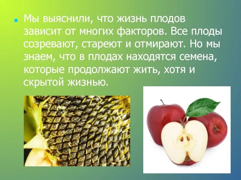 Внутри плодов созревают. Созревающий плод. Созревание плодов. Созревают плоды и семена. Необходимое условие для плодов.