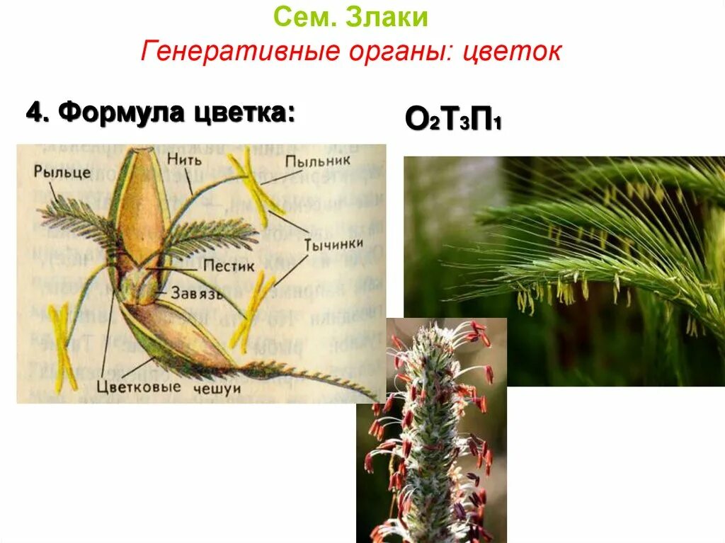 Егэ генеративные органы. Формула растений семейства злаки. Семейство злаковые генеративные органы. Семейство злаковые строение цветка. Злаки строение цветка формула.