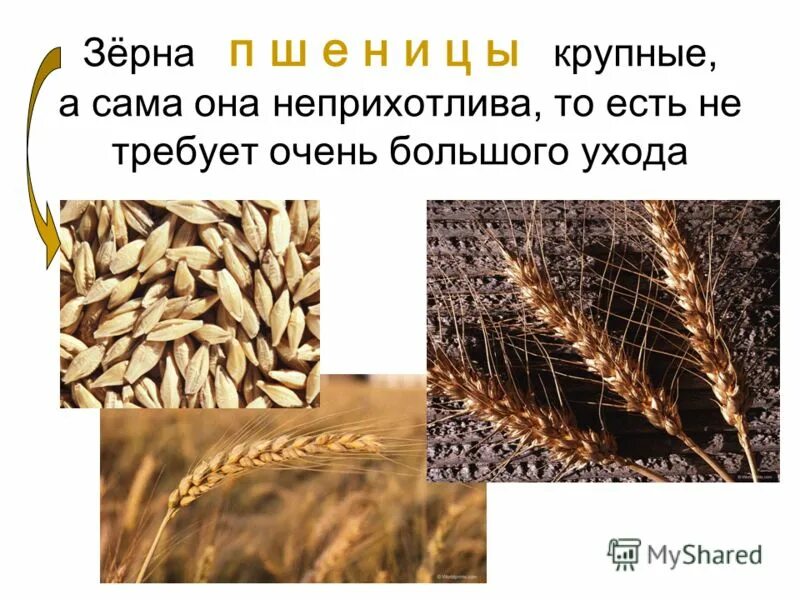 Пшеница твердых сортов польза