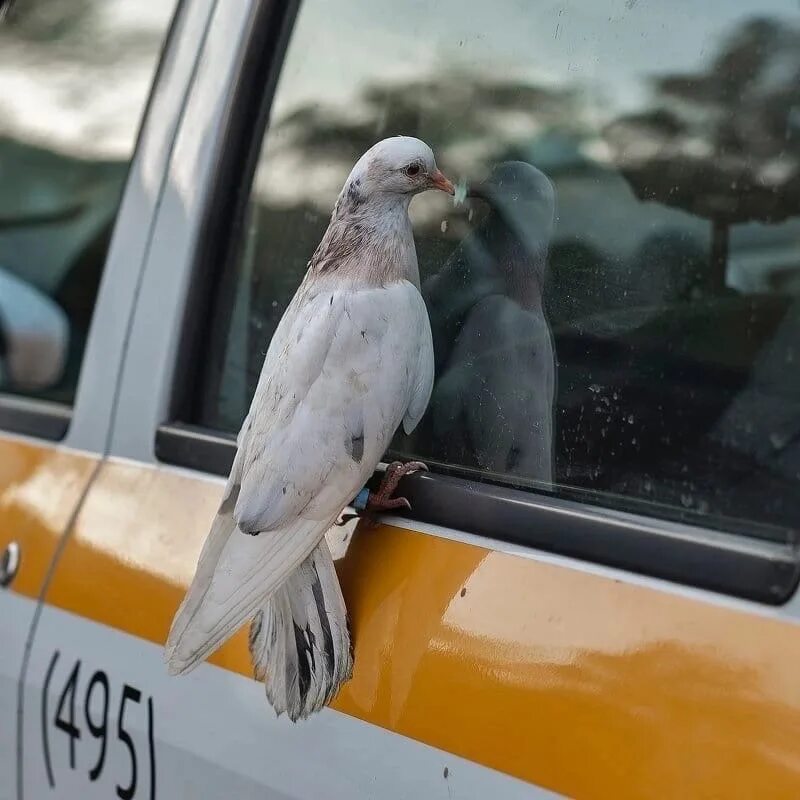 Машина bird. Машина с птичкой. Машина голубь. Птица голубь.