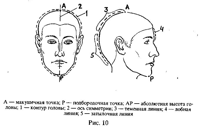 Определить затылок. Голова по высоте черепа криминалистика. Форма головы криминалистика. Форма теменной части криминалистика. Лоб по высоте криминалистика.