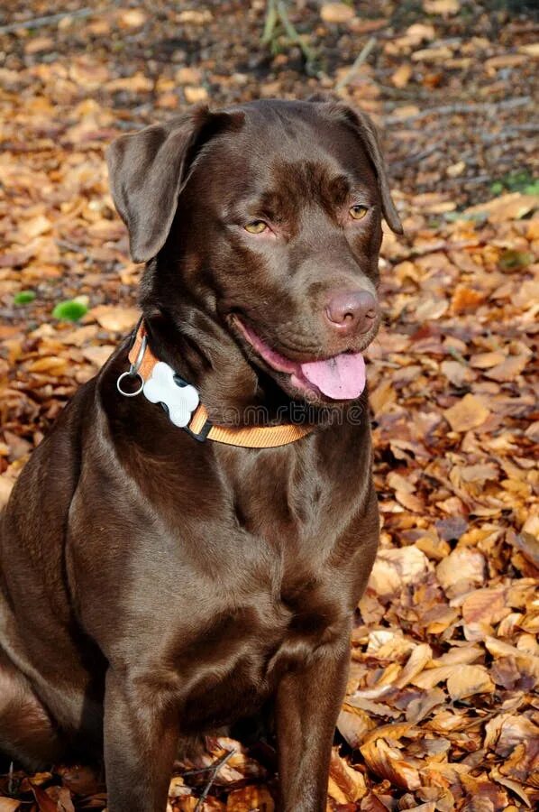 Chocolate Labrador Retriever Puppy Age 7 0 Months Stock Photos - Free & Royalty-