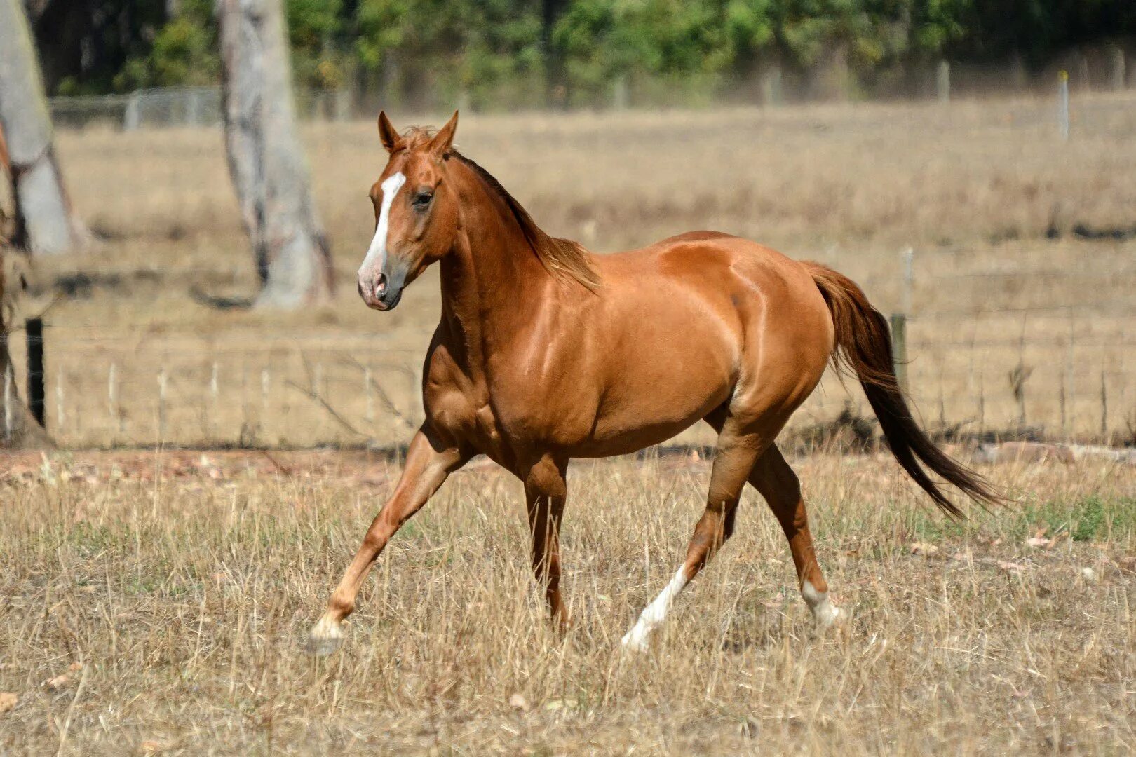 Черный мерин лошадь. Конь мерен. Черный мерин лошадь. Жеребец деркульский конный завод. Черный мерин лошадь.