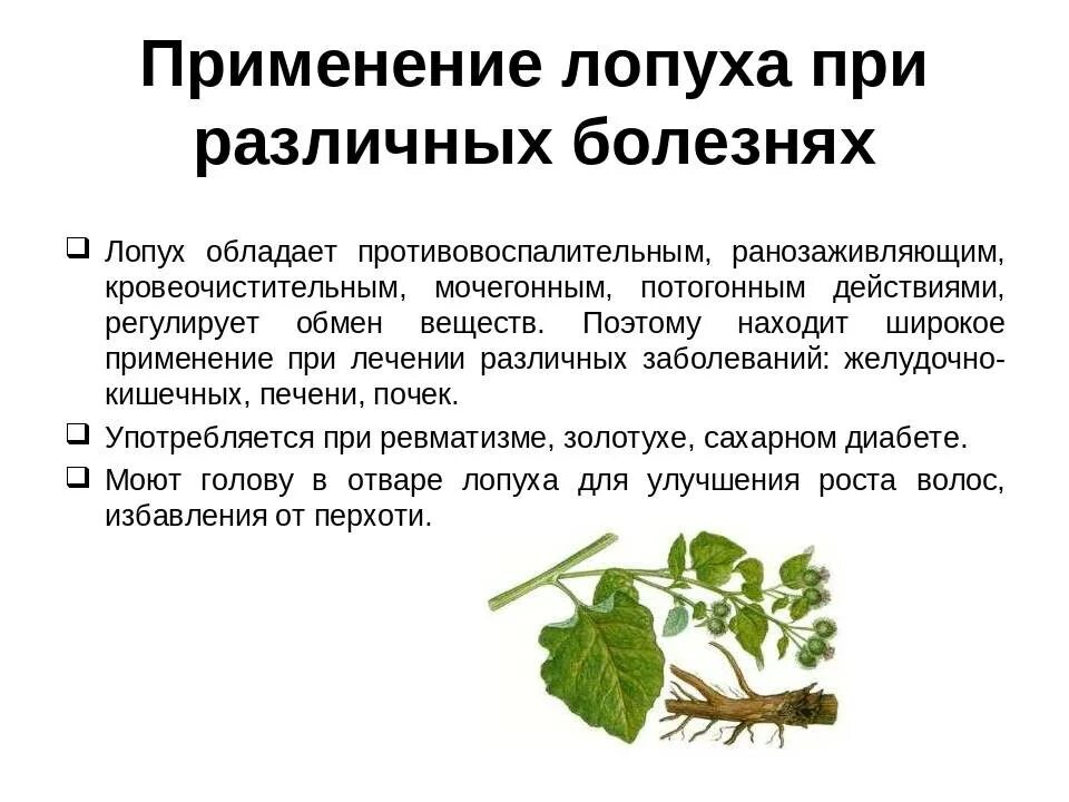 Лопух лечебные свойства и применение в народной. Лопух лекарственное растение. Репейник лекарственное растение. Растение лопух целебные свойства. Чем полезен лопух.