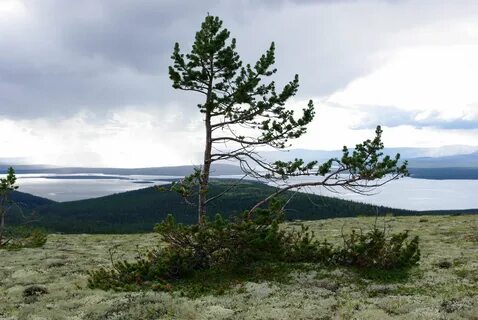 Сосна лапландская
