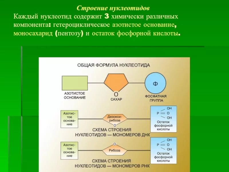 Буквы нуклеотидов. Строение нуклеотида. Общая структура нуклеотидов. 2. Строение нуклеотидов.. Азотистое основание рибоза остаток фосфорной кислоты.