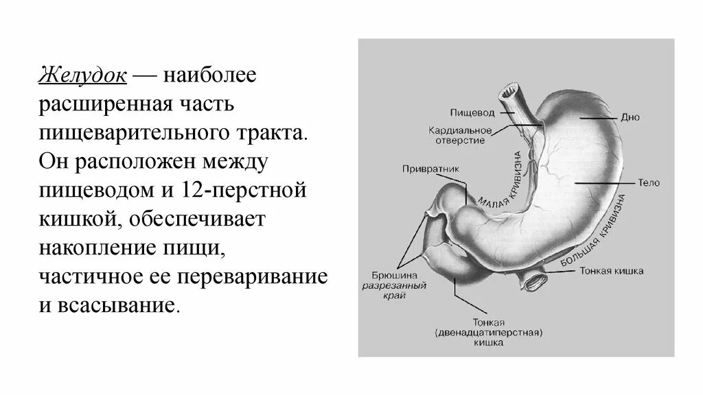 Расширенная часть пищеварительного. Анатомия желудка человека кратко.