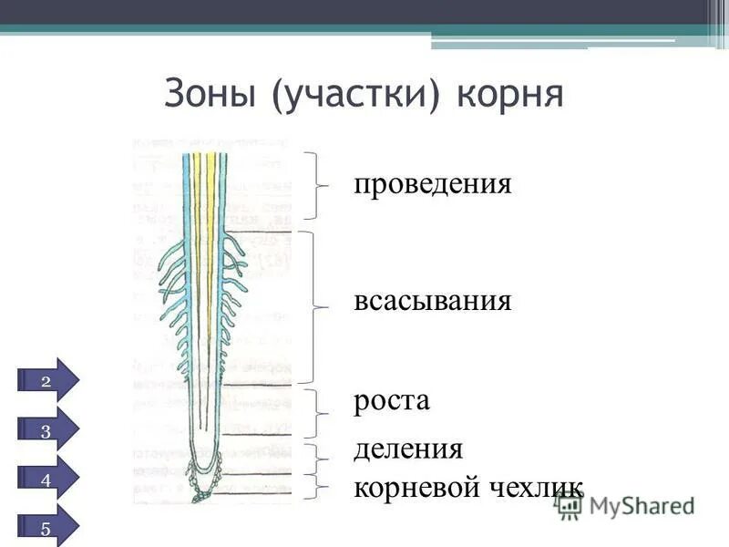 Какая зона корня обеспечивает поглощение воды