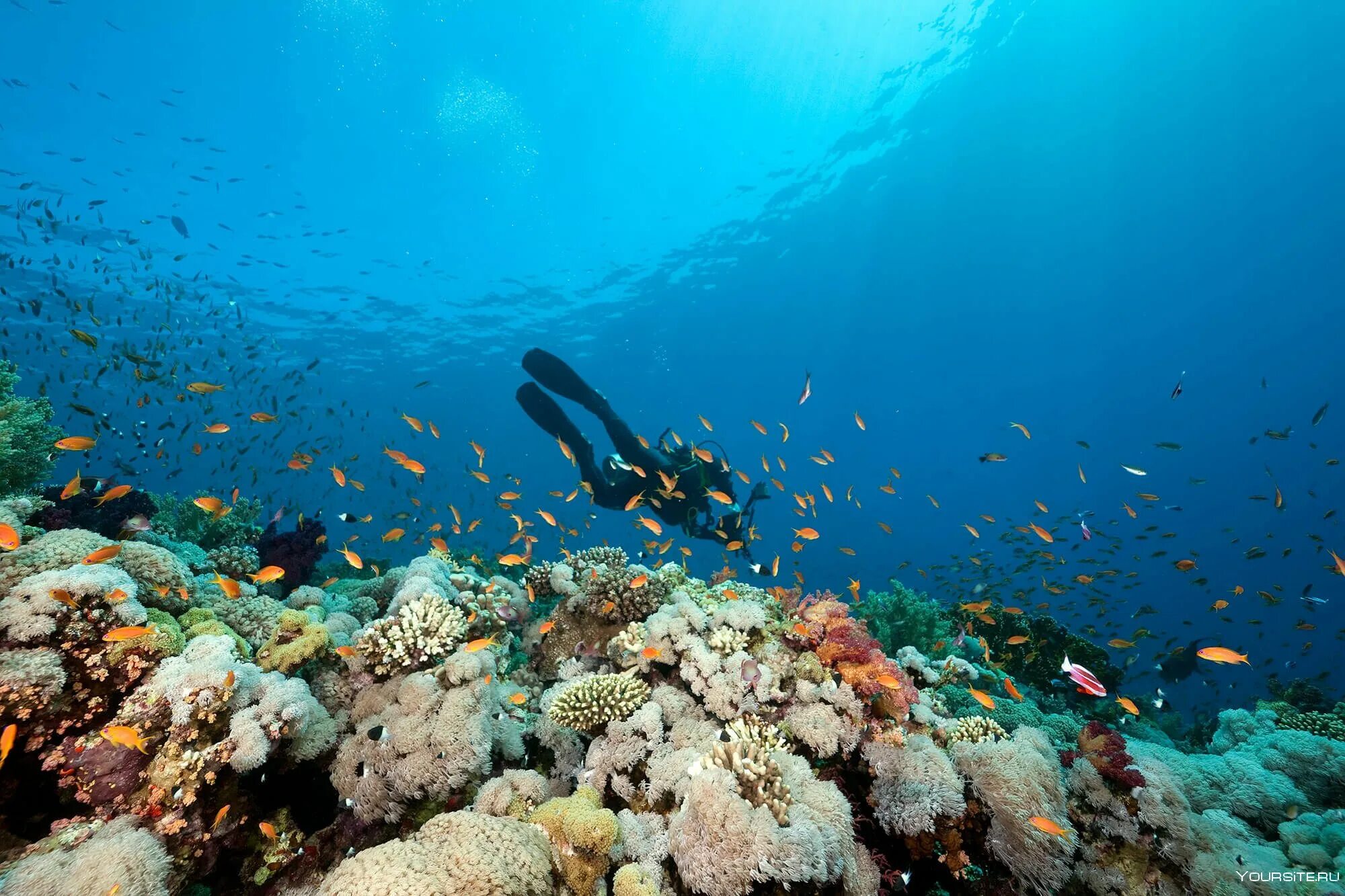 Жизнь в глубине моря. Шарм-Эль-Шейх подводный мир. Морское дно. Дно моря. Морское дно панорама.