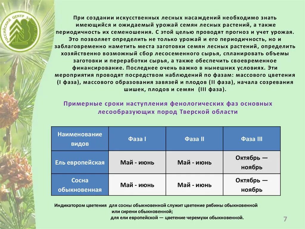 Фенологические в жизни растений. Учет урожая семян. Учет урожая лесных семян. Учет ожидаемого урожая семян лесных. Фенологическое наблюдение сосны.