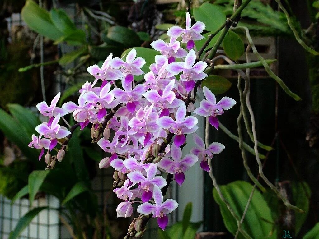 Дендробиум Линдли (Dendrobium lindleyi) купить в Москве, цена 300 руб., продан