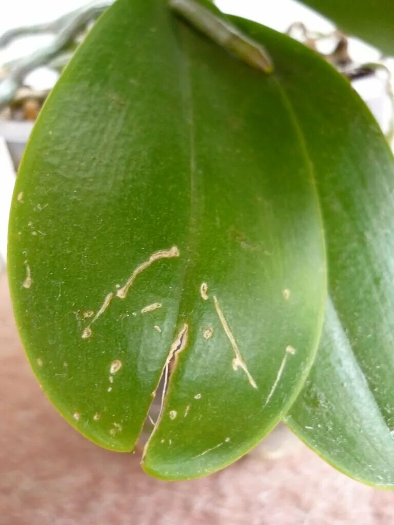 Трещины на листьях. Фаленопсис щитовка. Щитовка орхидей фаленопсис. Нематоды орхидей фаленопсис. Трипсы на орхидеях.