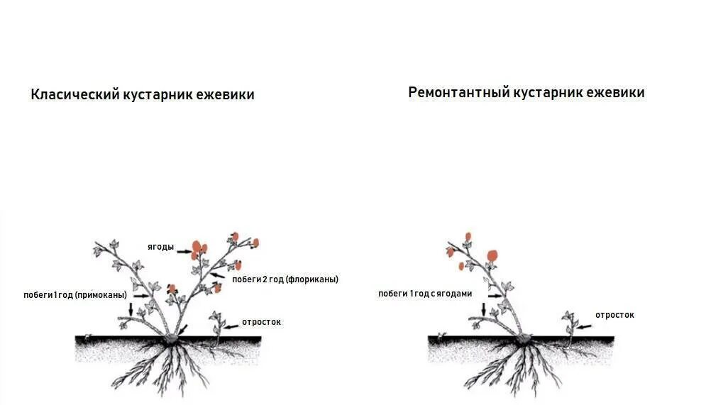 Что положить при посадке ежевики. Формировка куста ежевики. схема обрезки ежевики весной. схема посадки торнфри ежевики. ежевика торнфри формирование куста схема.