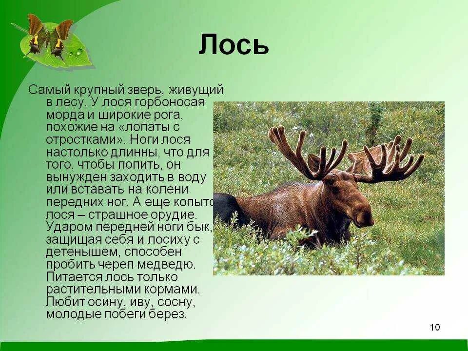 Информация о Лосе. Лось описание животного. Рассказ про лося. Лось краткое описание.