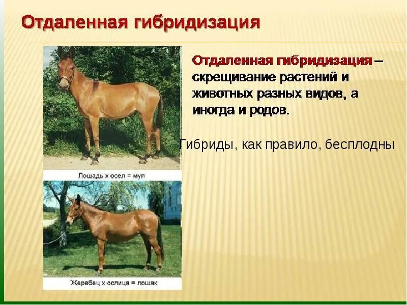 Гибриды растений примеры селекции Для создания межвидовых гибридов найдено 84 картинок