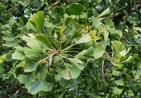 Ginko египетский