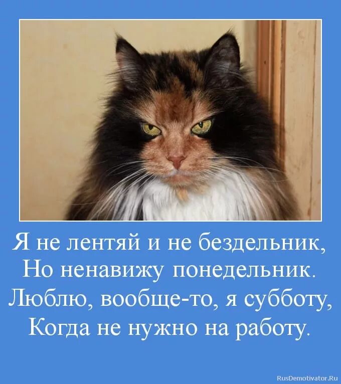 Люблю субботу. Анекдот про субботу. суббота приколы. суббота картинки прикольные. афоризмы про субботу.