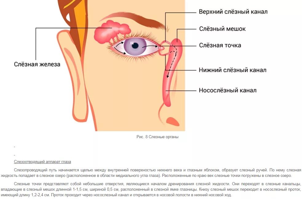 Слезно носовой канал. Строение глаза слезный мешок. Слезно носовой канал анатомия. Анатомия дакриоцистит. Носослезный мешок анатомия.