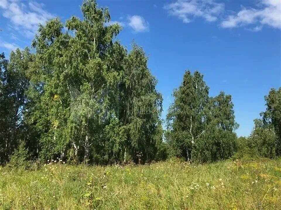 Купить участку полевая. Поселок Луговой Тюменская область фотографии. Фото село Луговое Тюменской области.ул осенняя.